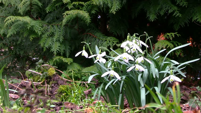 Galanthus