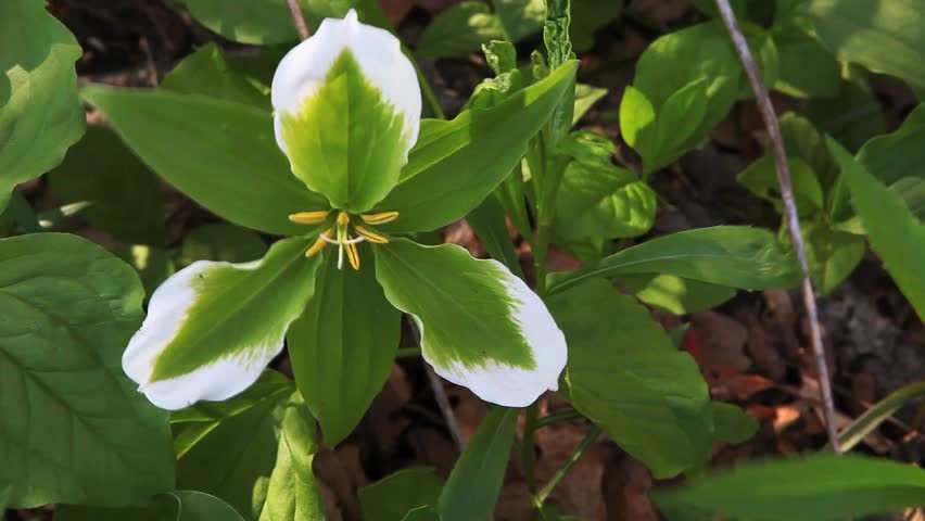 The rare green Trillium in a woodland scene