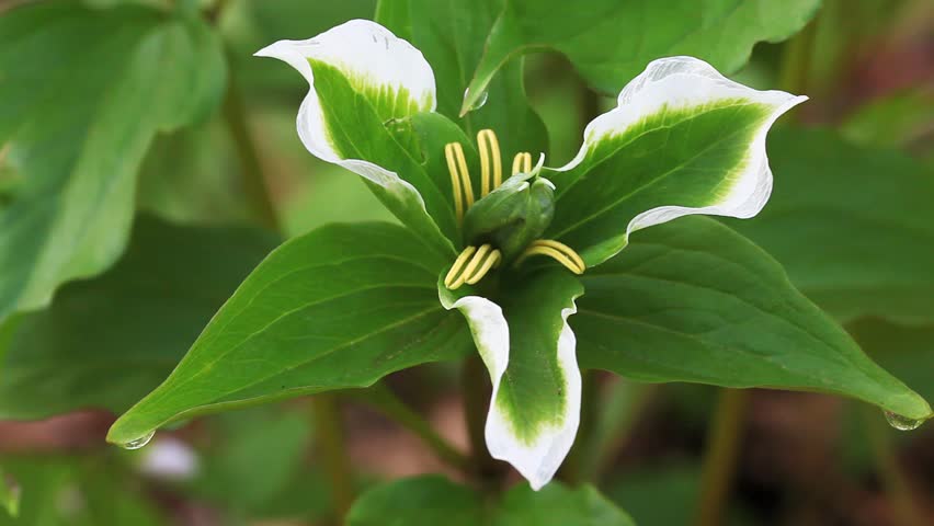 The rare green Trillium in a woodland scene