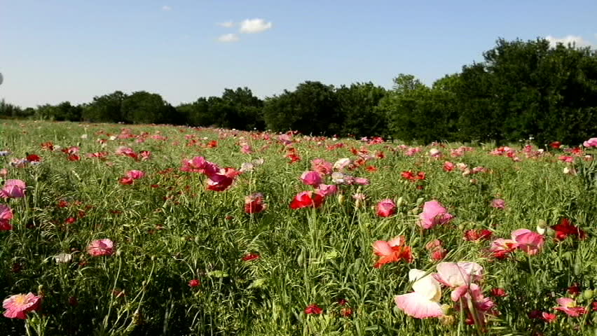 A field of poppies and wildflowers blowing in the breeze in spring