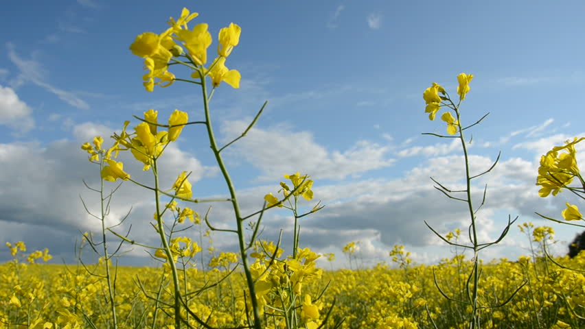 summer rapes blossoming field and wind
