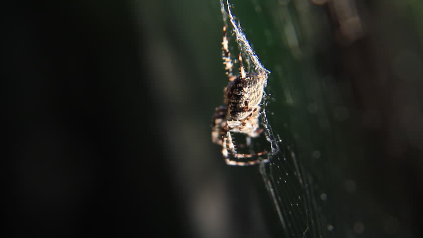 Spider in his web ambush