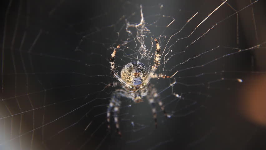 Spider in the centre web in backlit