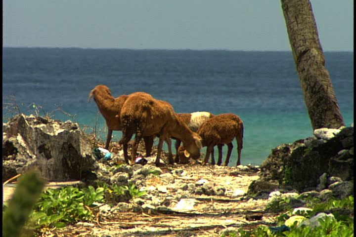 MORONI, UNION OF THE COMOROS (COMOROS ISLANDS), AFRICA - CIRCA NOVEMBER 1998: Small family of goats grazing on land that overlooks the ocean.