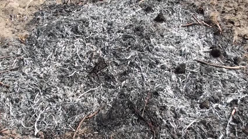 Ash left after bonfire, zoom in