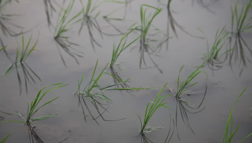 young rice sapling in the field near sunset