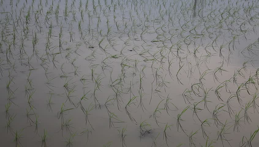 young rice sapling in the field near sunset