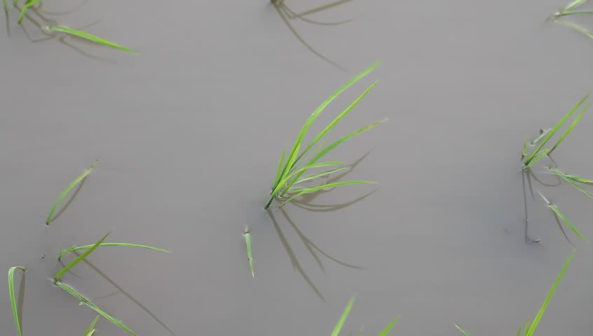 young rice sapling in the field near sunset