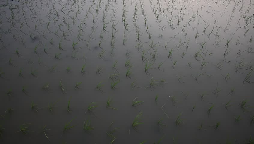 young rice sapling in the field near sunset