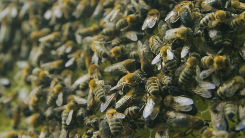 Busy Bee Workers on Honeycomb HD