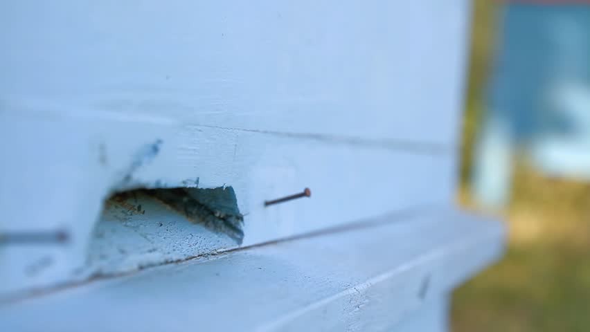 Busy Summer Bees Entering Hive HD