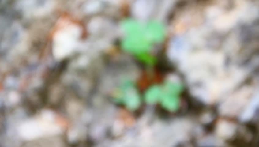 Wild strawberry in the dried, rocky surface. Drought concept, farming, environmentalism.