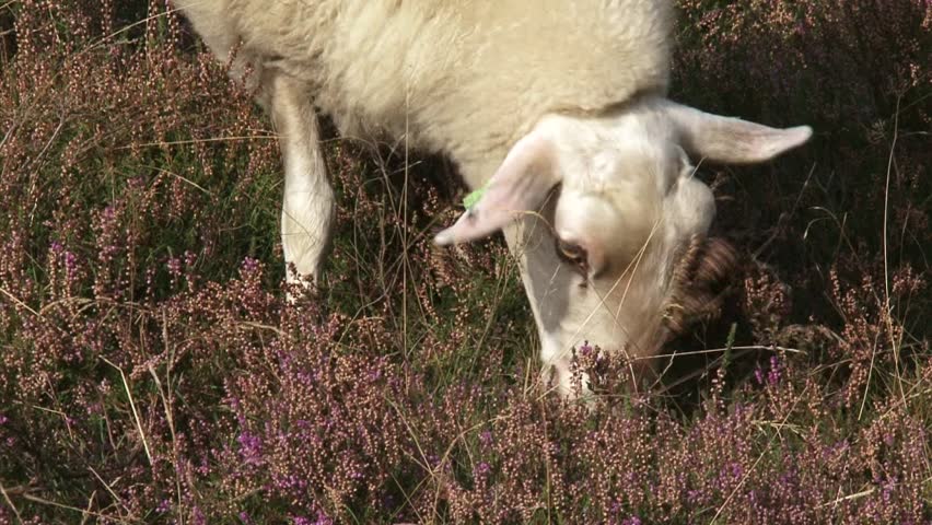 Veluwe heath sheep grazing in heath landscape - close up. For centuries sheep have grazed the heath in the Netherlands. The sheep were raised for their meat and wool but, primarily, for their manure.