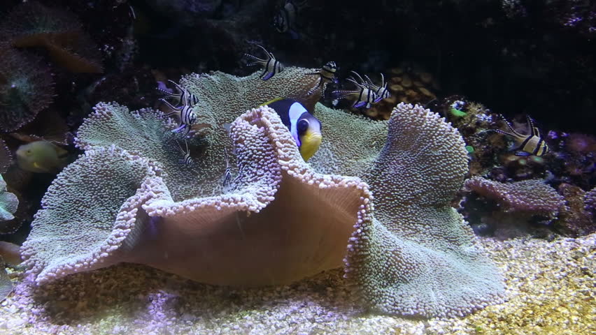 coral life underwater video 1080p