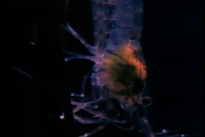 CAPE COD, MASSACHUSETTS - CIRCA OCTOBER 1980: Salt marsh shrimp in dark water.