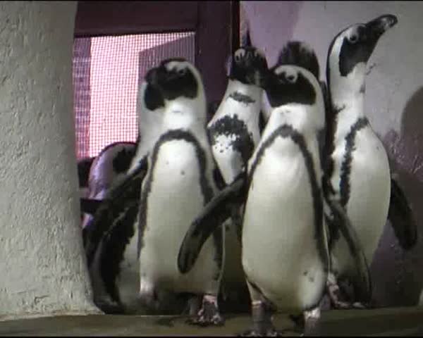 3 april 2009. Zoo in Viborg. Penguins.