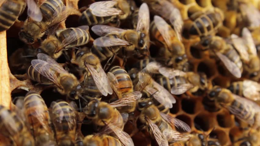 Close shot of bees.