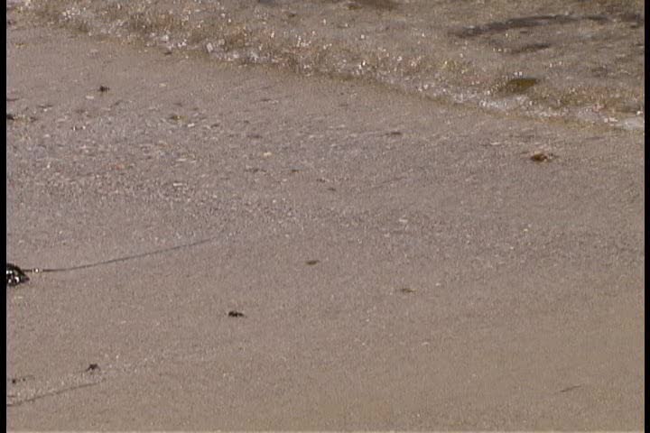 Seaweed filled waves on the beach