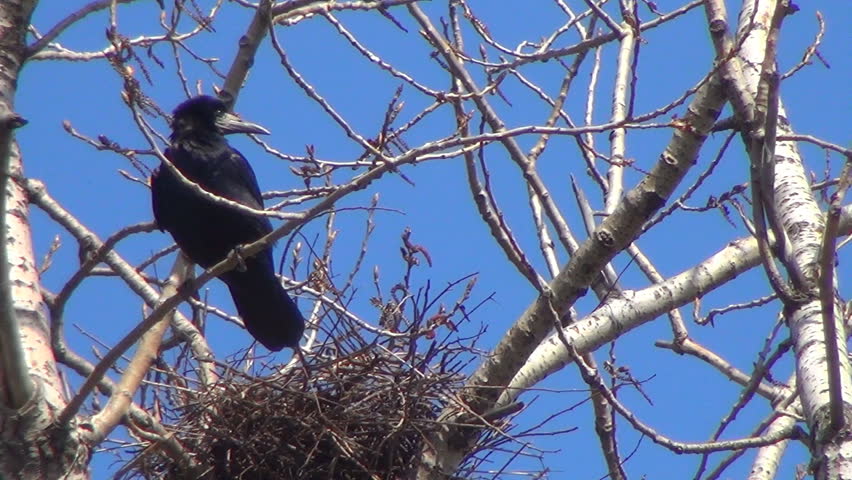 Crow Protecting its Nests, Nestling, Raven Nursing its Eggs, Black Bird