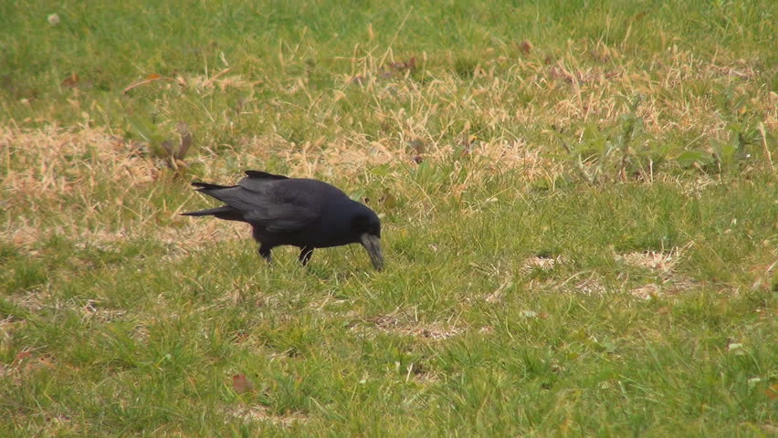 Crow Searching for Nuts, Food Through Grass, Hungry Raven, Black Bird