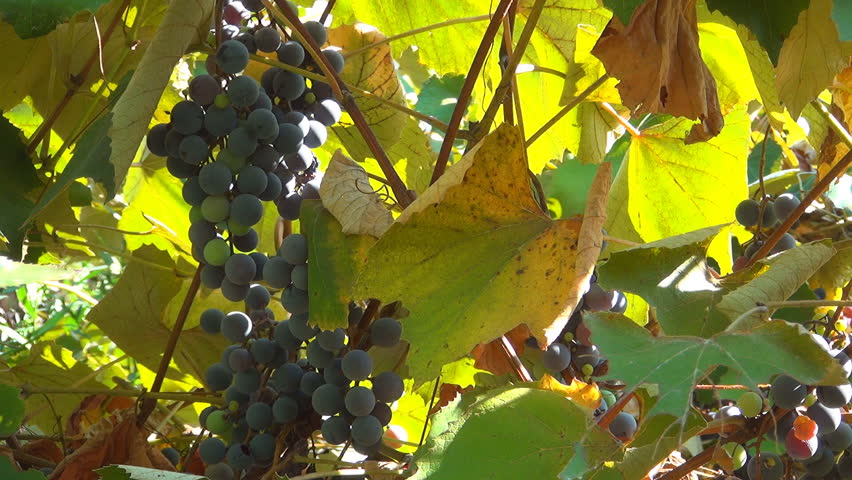 Ripe Grapes Ready for Picking in Autumn Season, Eco Fruits, Viticulture