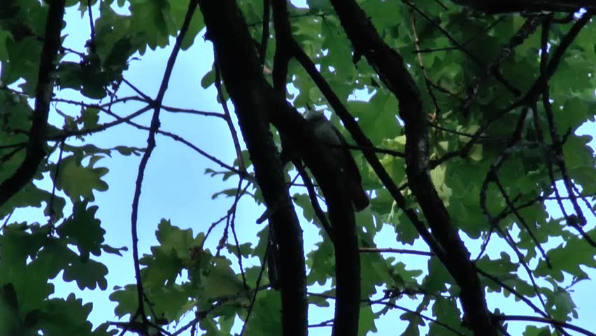 Wonderful singing of a bird Thrush Nightingale on a tree( Luscinia luscinia) 