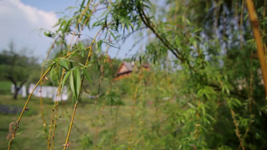 Village cottage, and nice branch of weeping willow