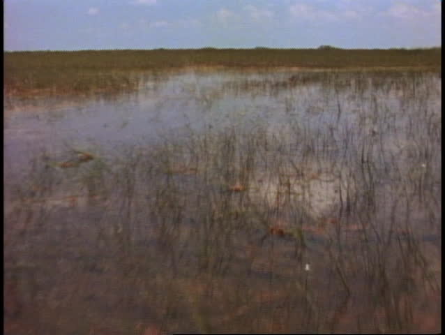 Everglades airboat ride, POV from front of boat, fast over the sawgrass, turn