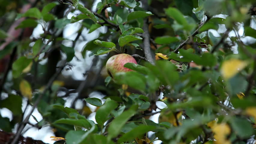 Close up of a man picking apples in autumn