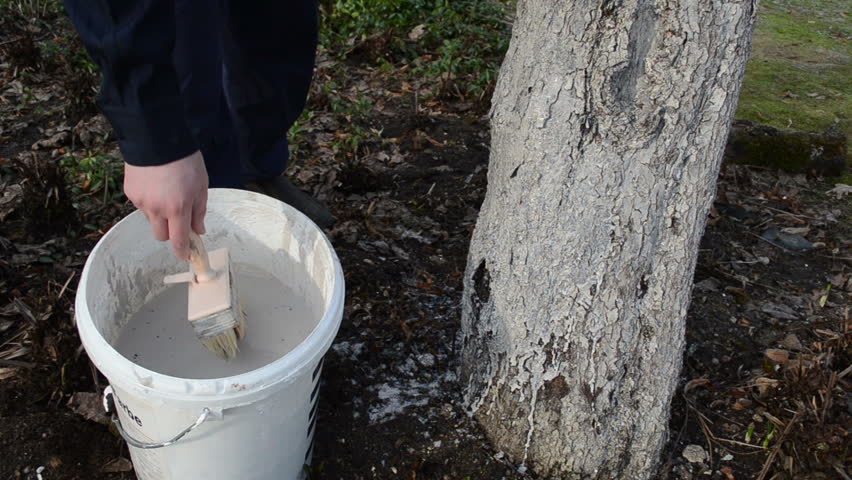 man whitewash fruit tree trunk bark in garden. protection from pest vermin. first spring works.