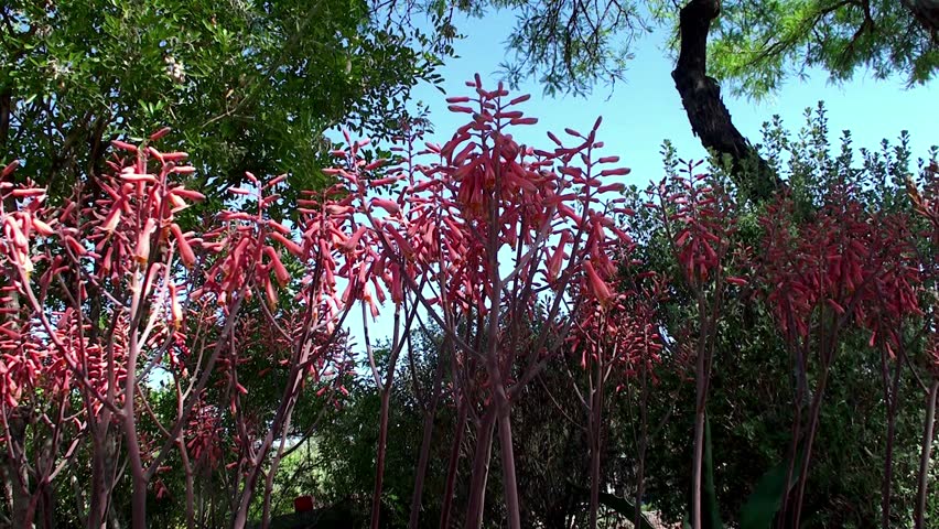 The Garden of Cactus & Succulent plant.