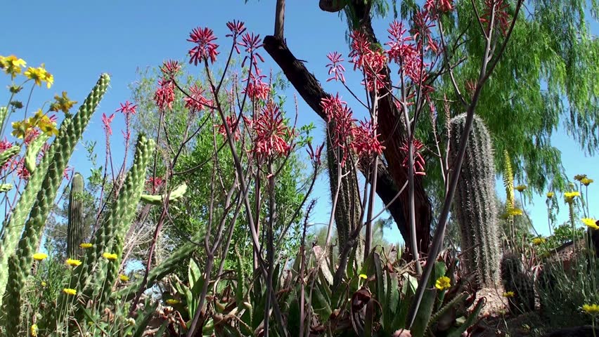 The Garden of Cactus & Succulent plant.