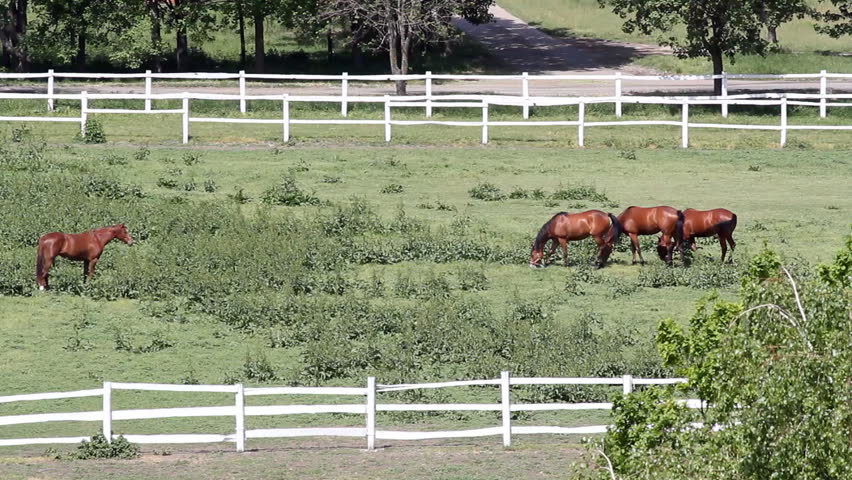 herd of horses in corral ranch scene
