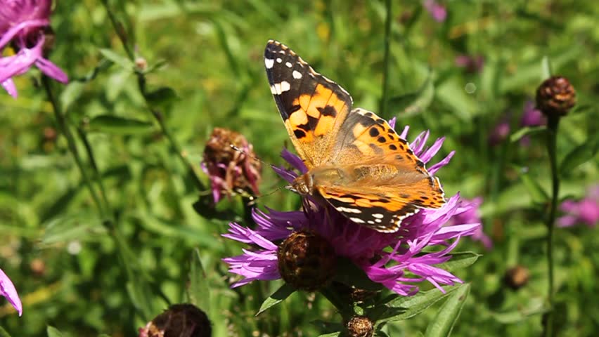 Beautiful butterfly on pink flower
