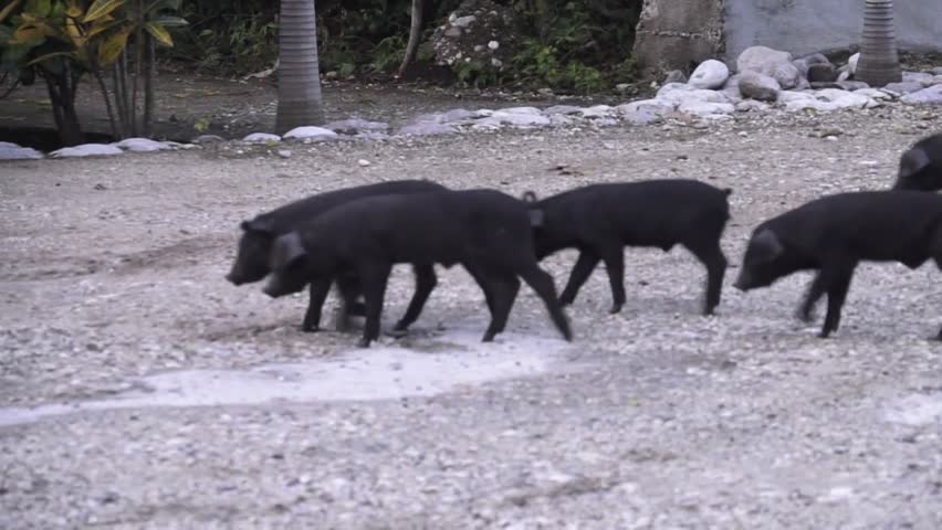 Small herd of piglets walking.