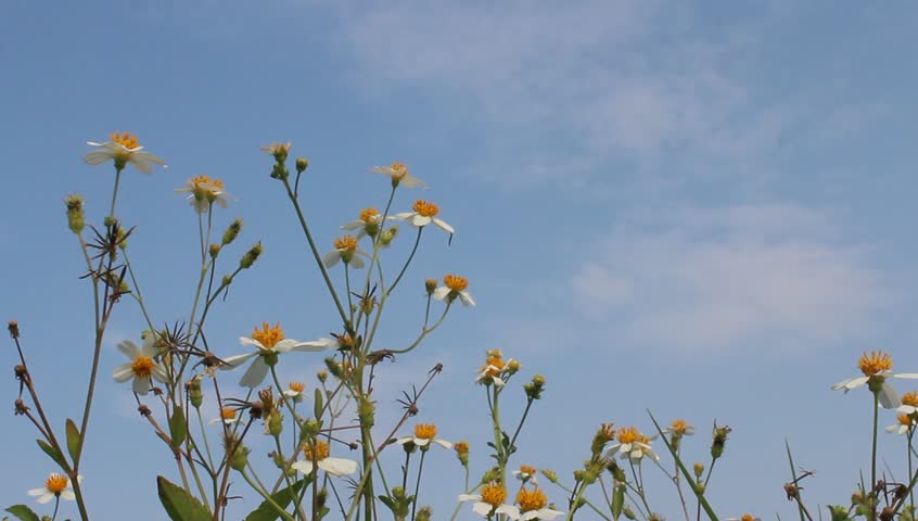field of flowers