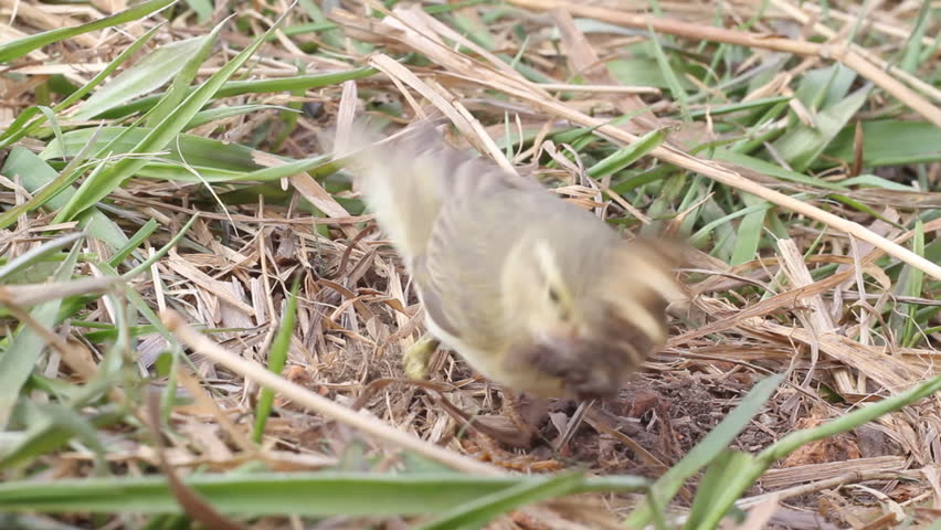 willow warbler eats the caught butterfly
