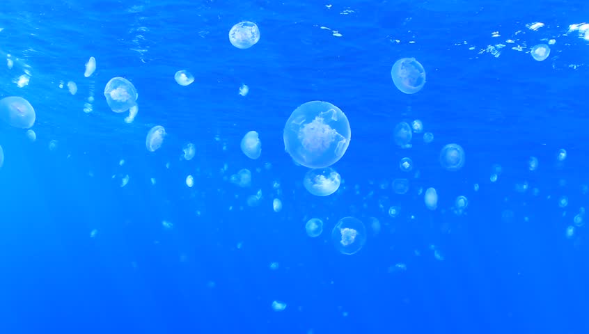 High Definition Video of Moon Jellyfish underwater in ocean