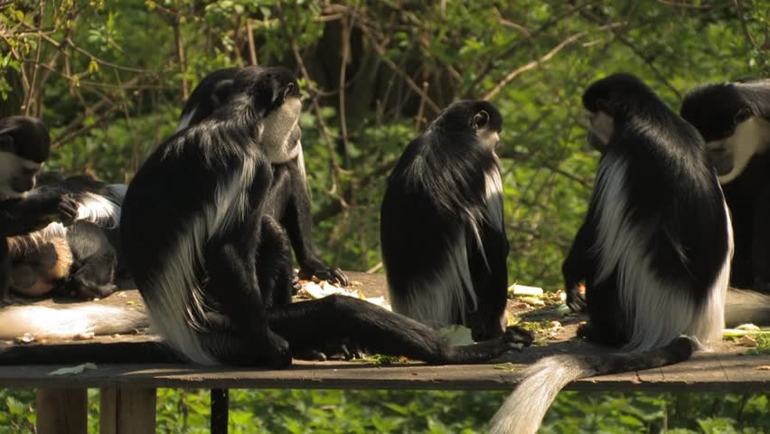 Funny Intimate Colobus MONKEY Tea Party! A family of Colobus monkey's feast and squabble over their food, a couple briefly MATING!