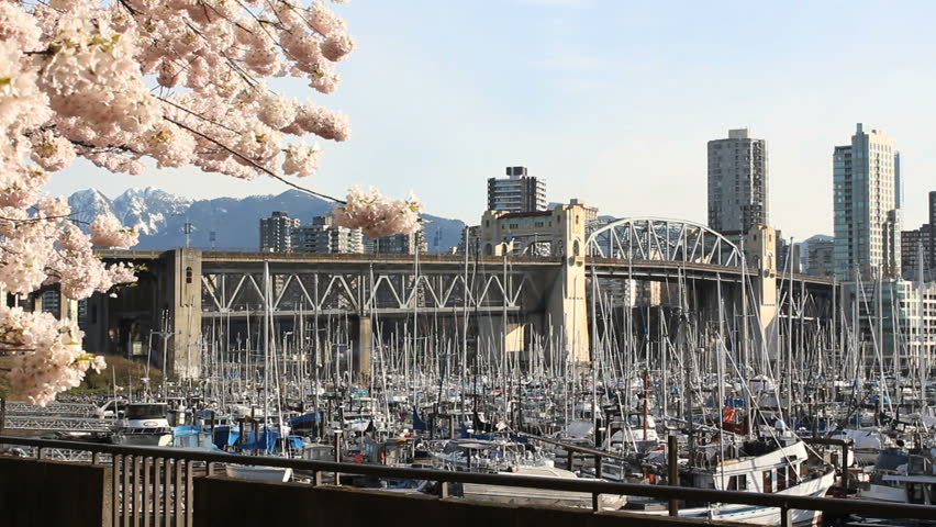 Burrard Street Bridge, Marina, Vancouver Spring. Spring cherry blossoms frame the Burrard Street Bridge and the marina near Granville Island in downtown Vancouver, British Columbia, Canada.
