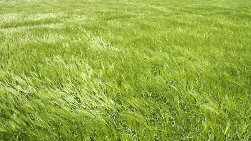 Green Ocean Waves of Wheat Moved by Summer Wind Nature Backdrop HD