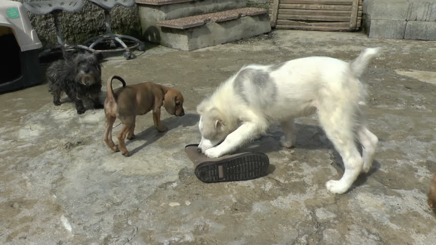 Puppies at a dog sanctuary chewing on a boot