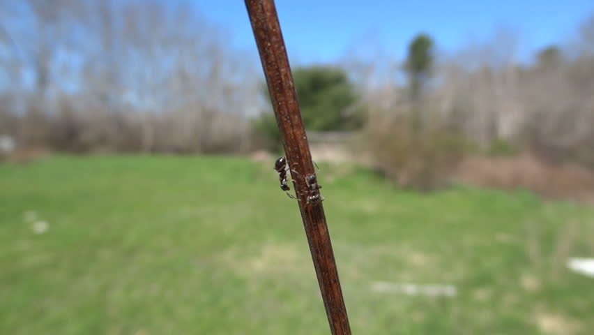 Two ants on the branch of a grape vine, taken in the spring.