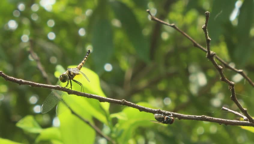 dragonfly perched on tree branch