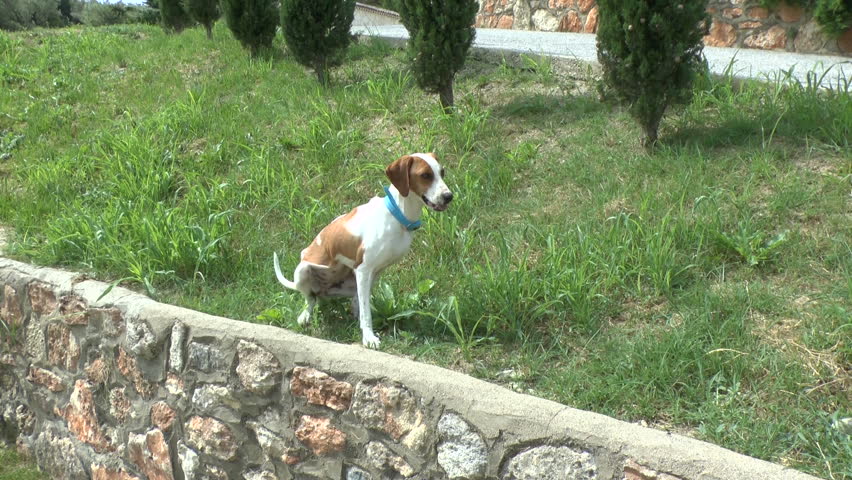 Footage of a dog that cannot use it's back legs when walking