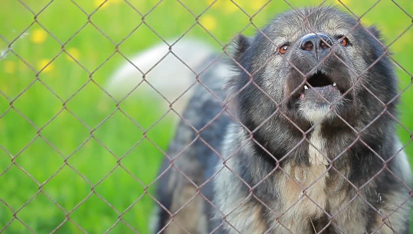 dog barking behind a metal fence