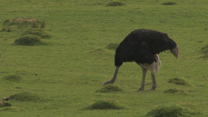 Large OSTRICH grazes and pecks the open wilderness, 2 sequence shot. Medium shot with slow zoom out, cutting to a second closer sequence.
