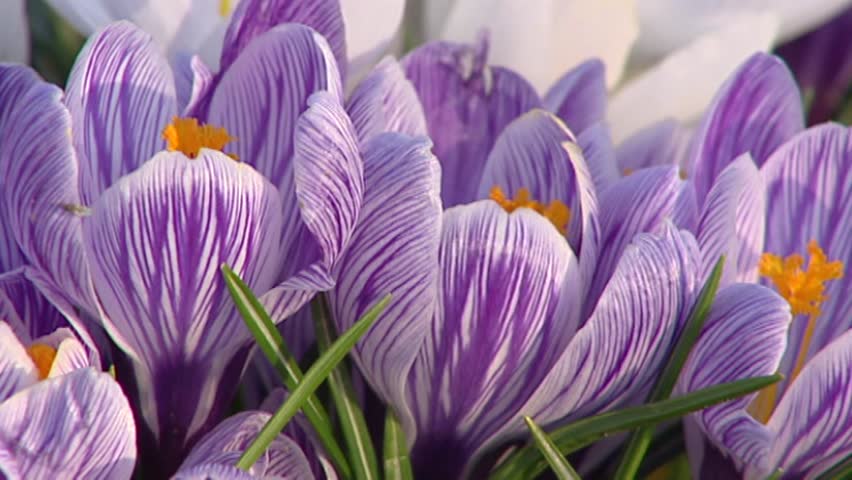 Bumblebee creeping in bunch of lilac white striped crocuses - low angle