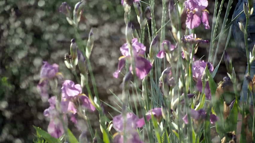 watering the garden with irises in the background 