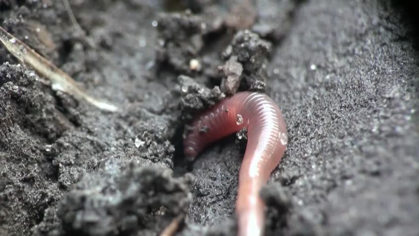 Earth worm is hiding in the ground
